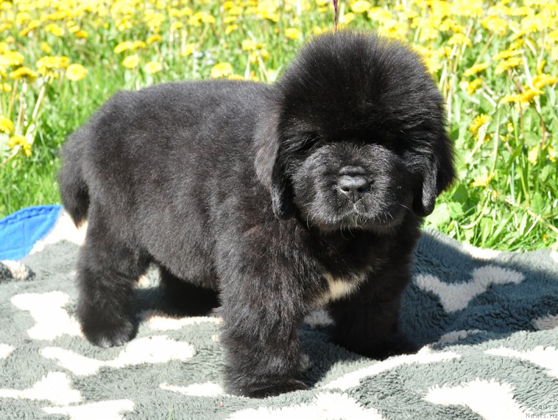 Фотография № 207220