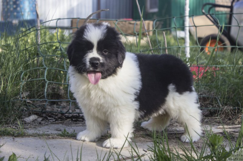 Фото: ньюфаундленд Callistos Blitzen