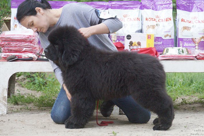 Фотография № 207224