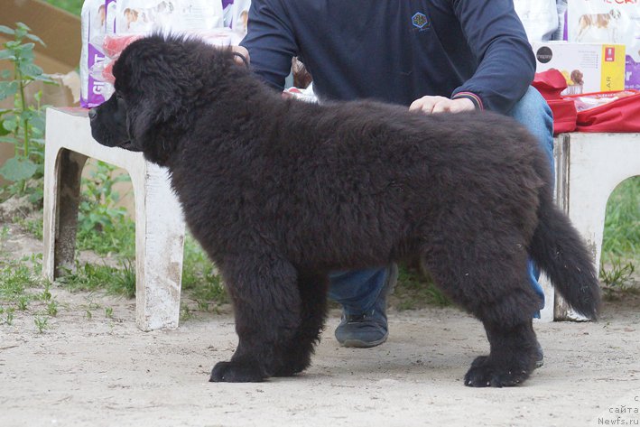 Фотография № 207225