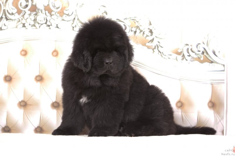 Фото: ньюфаундленд Corporevaill Dreams Come True