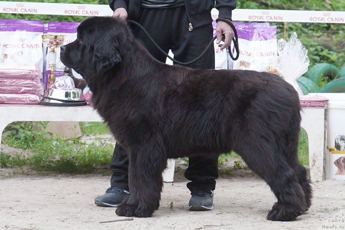 Фото: ньюфаундленд Ya s Berega Dona (Я с Берега Дона)
