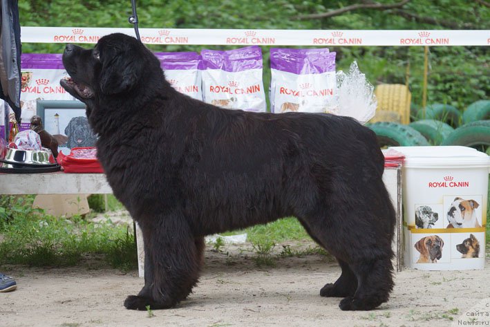 Фото: ньюфаундленд Vpered Zovuschaya s Berega Dona (Вперед Зовущая с Берега Дона)