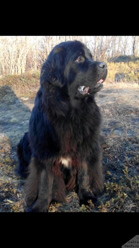 Фото: ньюфаундленд Belkonder-Club Jamaica Blue Mountin (Белкондер-Клаб Ямайка Блю Маунтин)