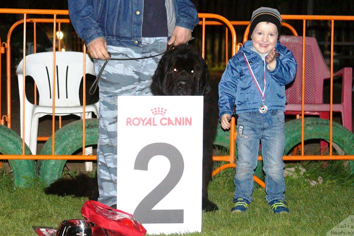 Фото: ньюфаундленд Sila s Berega Dona (Сила с Берега Дона)