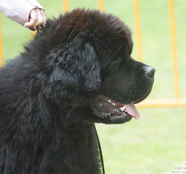 Фото: ньюфаундленд Amadey fon Bayron (Амадей фон Байрон)