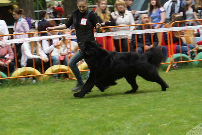 Фото: ньюфаундленд Chernyj Chank s Berega Dona (Черный Чанк с Берега Дона)
