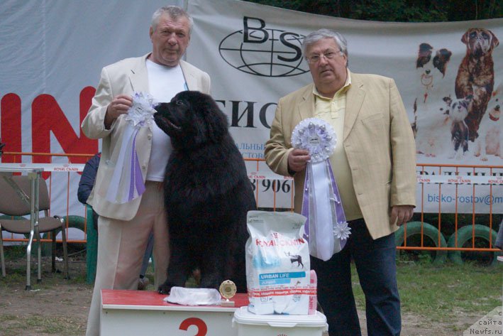 Фото: ньюфаундленд Zhorzhetta s Berega Dona (Жоржетта с Берега Дона)