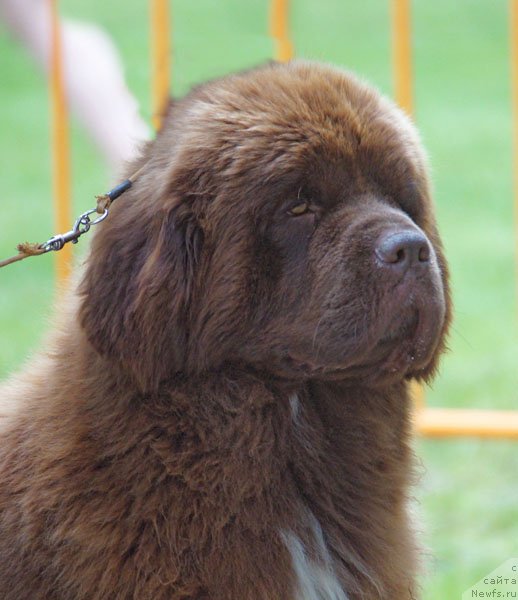 Фото: ньюфаундленд Gospozha Udacha s Berega Dona (Госпожа Удача с Берега Дона)