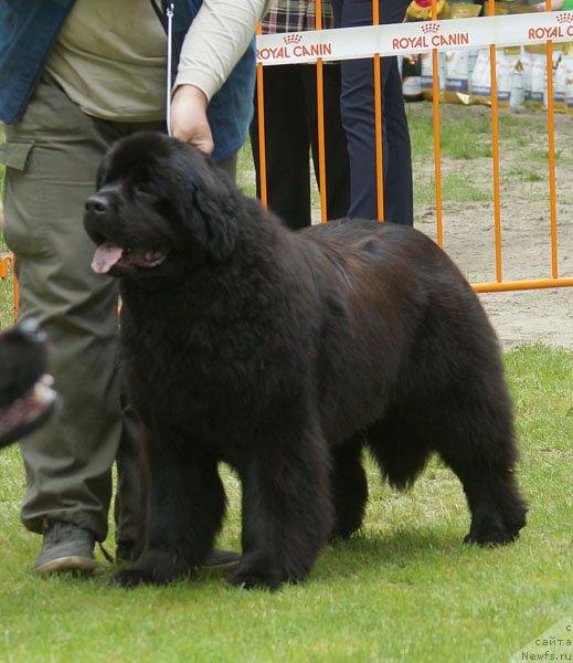 Фото: ньюфаундленд Vpered Zovuschaya s Berega Dona (Вперед Зовущая с Берега Дона)