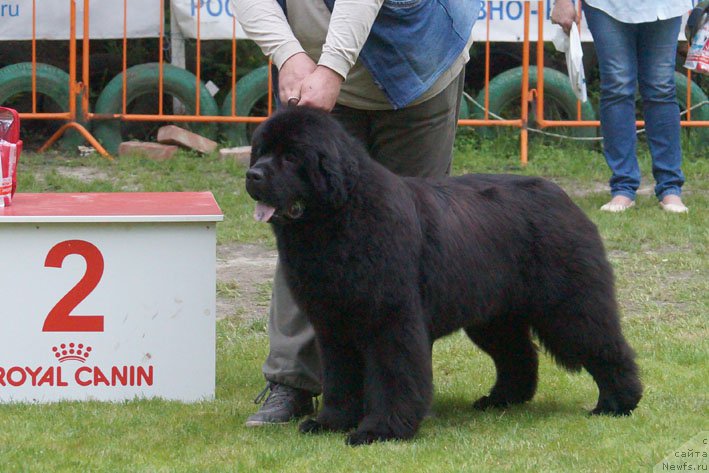 Фото: ньюфаундленд Vpered Zovuschaya s Berega Dona (Вперед Зовущая с Берега Дона)