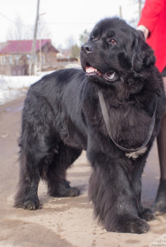 Фотография № 207265