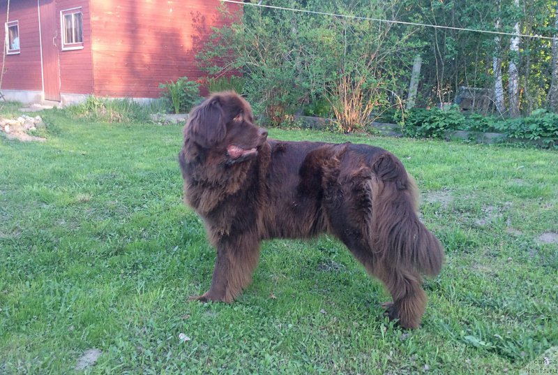 Фото: ньюфаундленд Brownblood MSK Hrica Hacket Ollen (Браунблад МСК Хриса Хаккет Оллен)