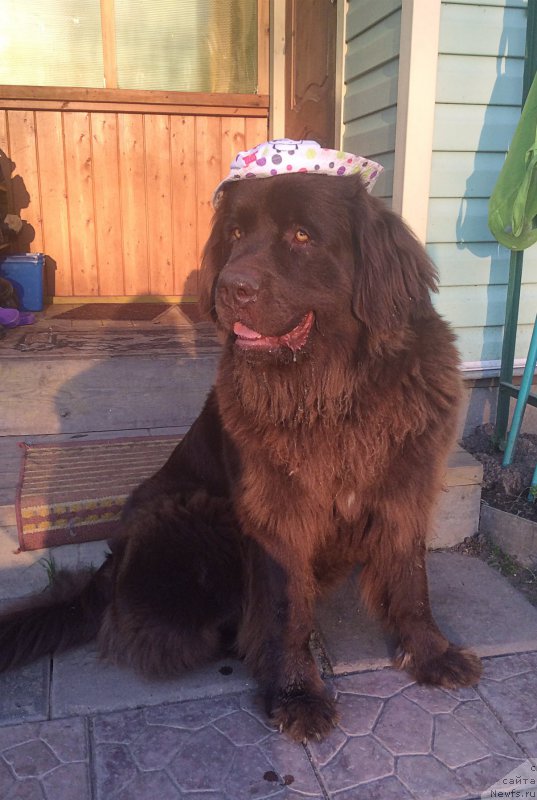 Фото: ньюфаундленд Brownblood MSK Hrica Hacket Ollen (Браунблад МСК Хриса Хаккет Оллен)