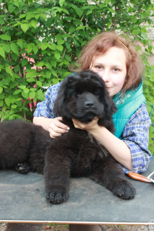 Фото: ньюфаундленд Parki is Antagrada (Парки из Антаграда)