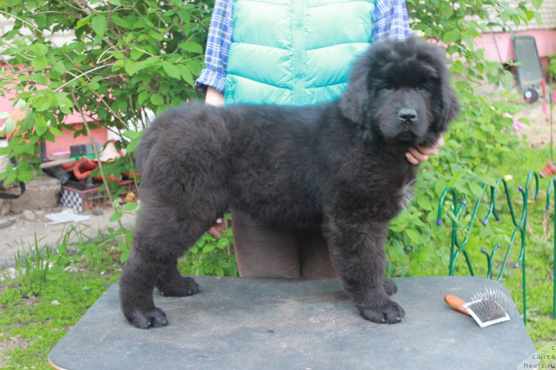 Фото: ньюфаундленд Parki is Antagrada (Парки из Антаграда)