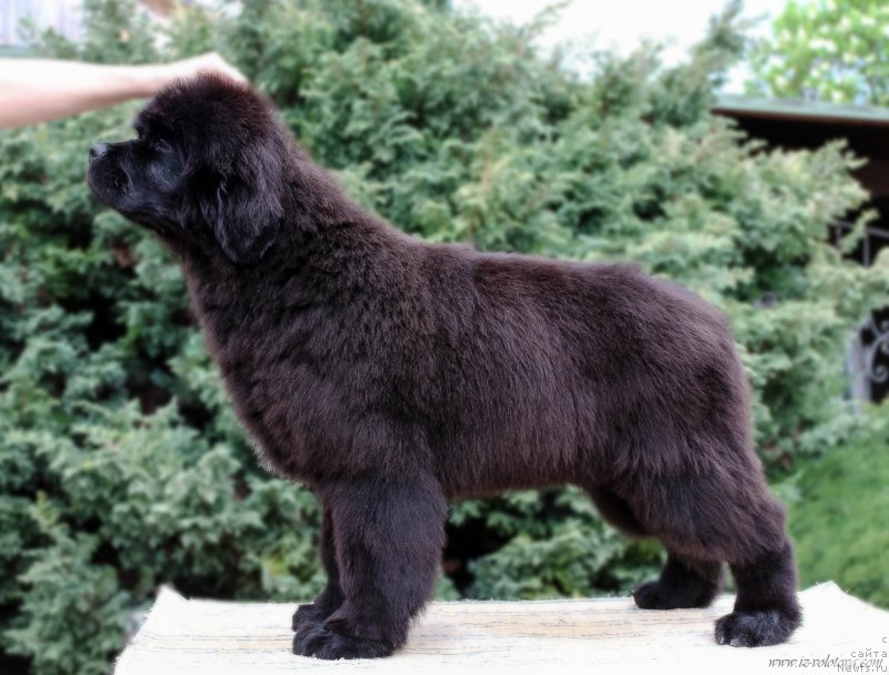 Фото: Viktor Hrischanovich (Виктор Хрищанович)