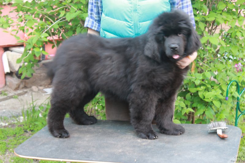 Фото: ньюфаундленд Pomona is Antagrada (Помона из Антаграда)