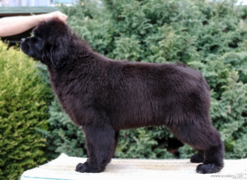 Фотография № 207275