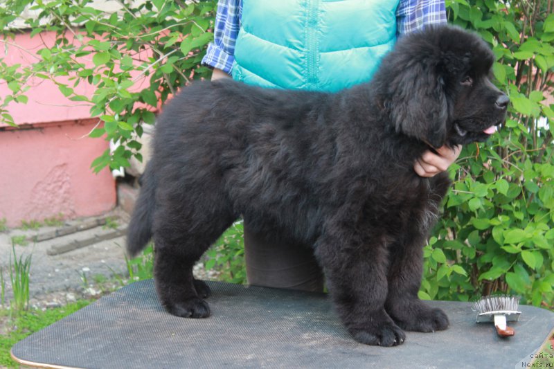Фото: ньюфаундленд Pomona is Antagrada (Помона из Антаграда)