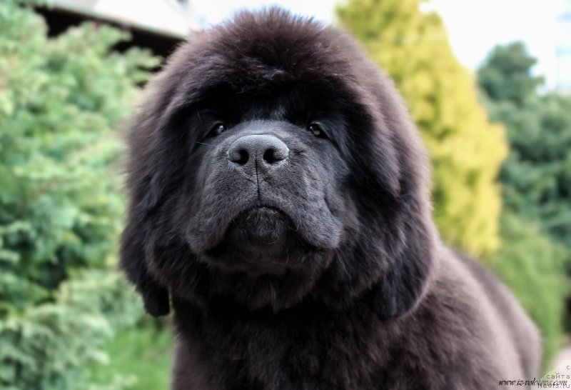 Фото: Viktor Hrischanovich (Виктор Хрищанович)