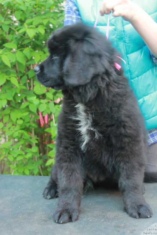 Фото: ньюфаундленд Perseja is Antagrada (Персея из Антаграда)