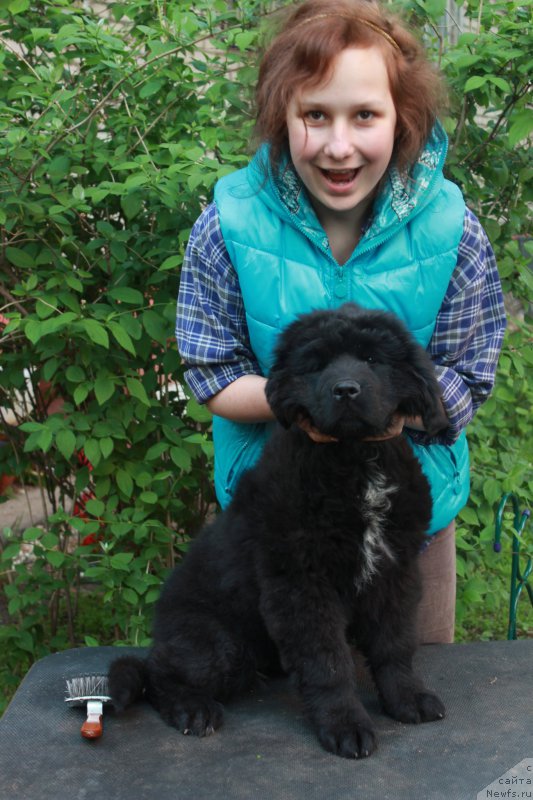 Фото: ньюфаундленд Perseja is Antagrada (Персея из Антаграда)