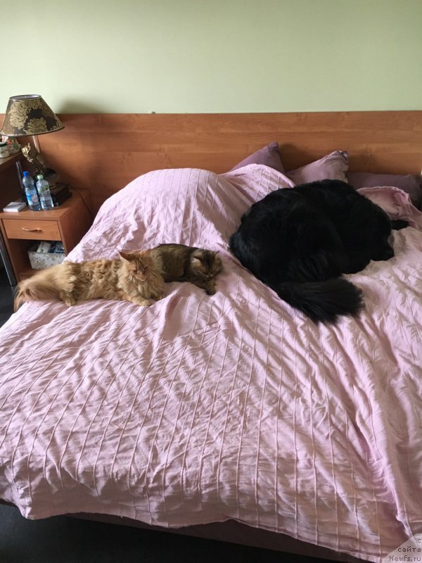 Фотография № 207289