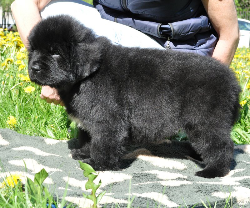 Фотография № 207291