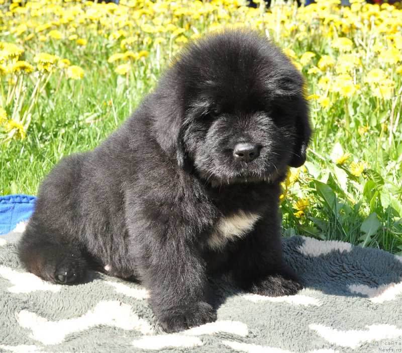 Фотография № 207292