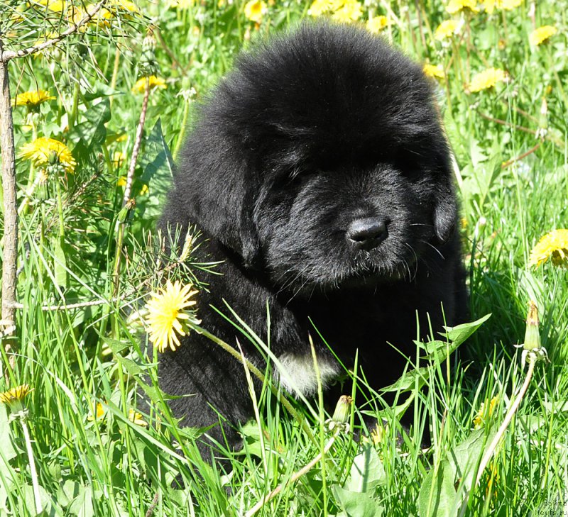 Фотография № 207293