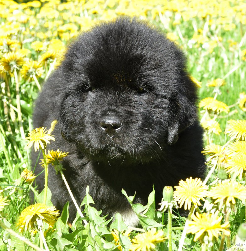 Фотография № 207294