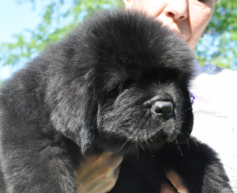 Фотография № 207295