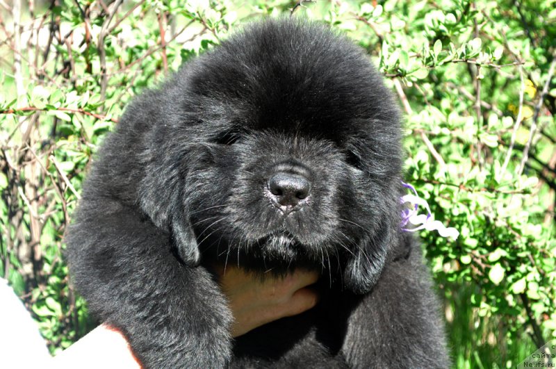 Фотография № 207296