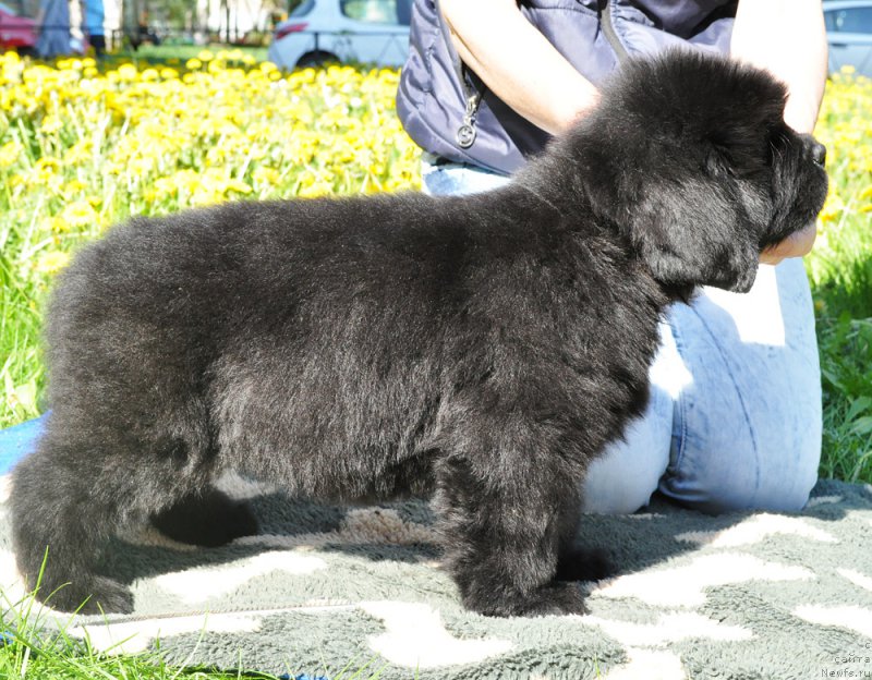 Фотография № 207301