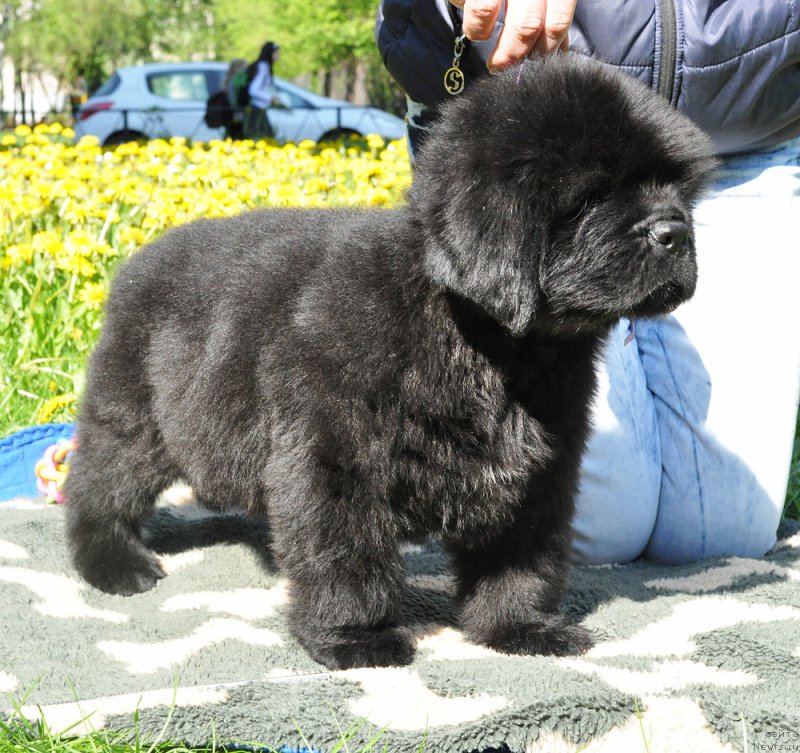 Фотография № 207302