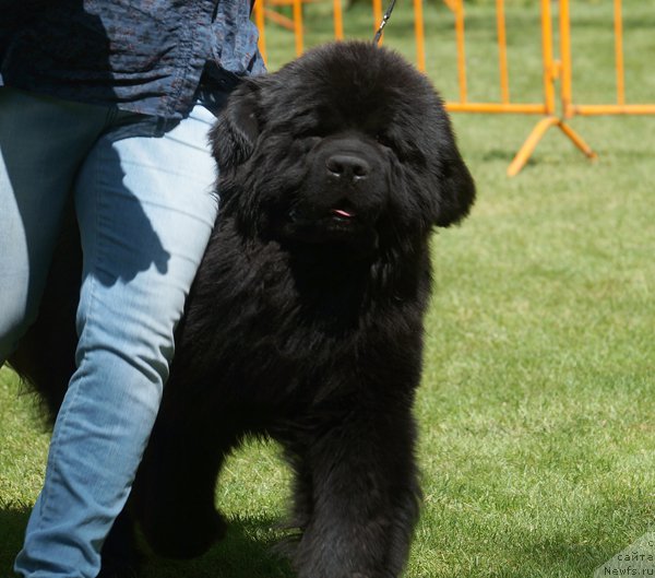 Фото: ньюфаундленд Grenader s Berega Dona (Гренадер с Берега Дона)