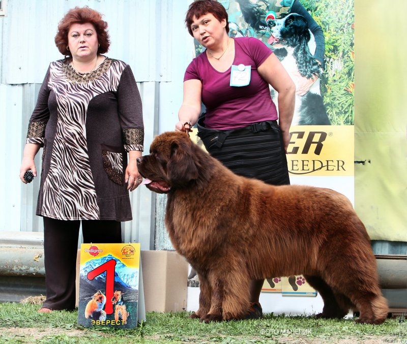 Фото: ньюфаундленд Esaul s Berega Dona (Есаул с Берега Дона)