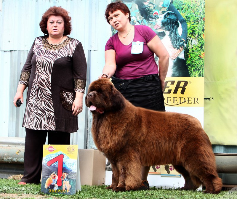 Фото: ньюфаундленд Esaul s Berega Dona (Есаул с Берега Дона)