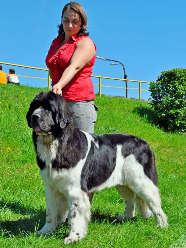 Фото: ньюфаундленд Piternyuf Banzay (Питерньюф Банзай)