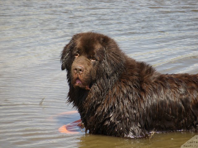 Фото: ньюфаундленд CHernyiy SHarm Amber Best Dog FO Marleon (Черный Шарм Амбер Бест Дог ФО Марлеон)