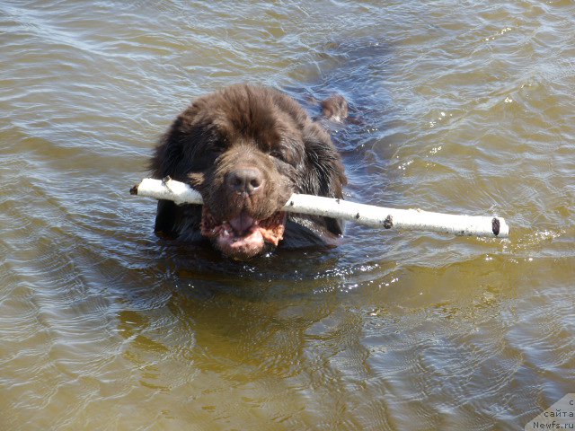 Фото: ньюфаундленд CHernyiy SHarm Amber Best Dog FO Marleon (Черный Шарм Амбер Бест Дог ФО Марлеон)