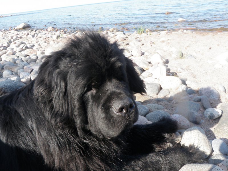 Фото: ньюфаундленд Tselogo Mira Malo iz Arkaima (Целого Мира Мало из Аркаима)