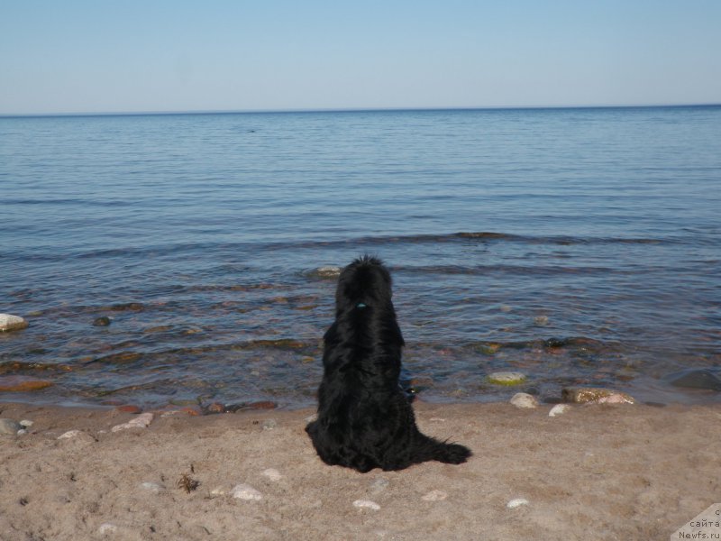 Фото: ньюфаундленд Belkonder-Club Dostuchat'sya Do Nebes (Белкондер-Клаб Достучаться До Небес)