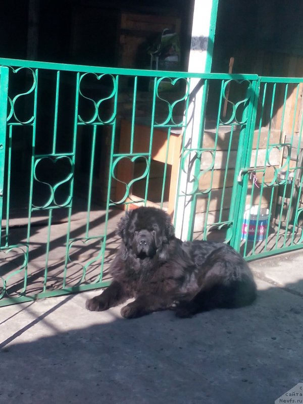 Фото: ньюфаундленд Sent Djons Zaura (Сент Джонс Заура)