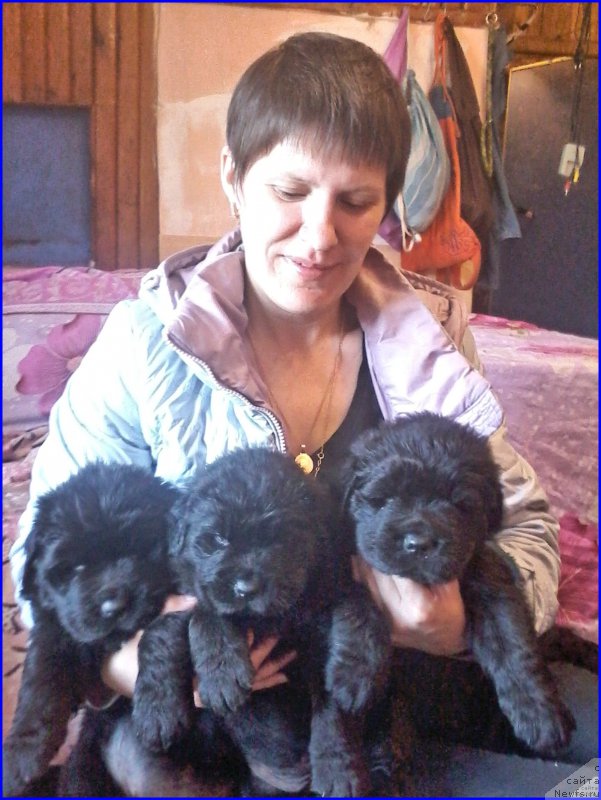 Фото: ньюфаундленд Brownblood MSK Hakim Gold Haydar (Браунблад МСК Хаким Голд Хайдар), ньюфаундленд N'yufort Lapochka Dochka (Ньюфорт Лапочка Дочка), дети