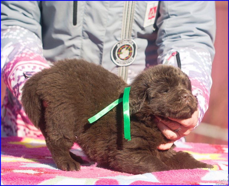 Фото: ньюфаундленд Brownblood MSK Hakim Gold Haydar (Браунблад МСК Хаким Голд Хайдар), ньюфаундленд N'yufort Lapochka Dochka (Ньюфорт Лапочка Дочка), дети