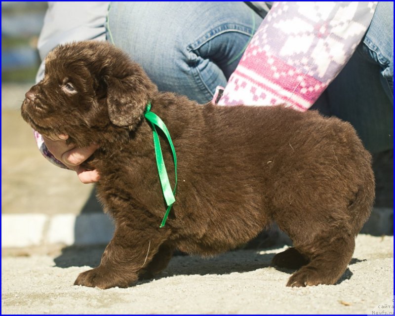 Фотография № 207362