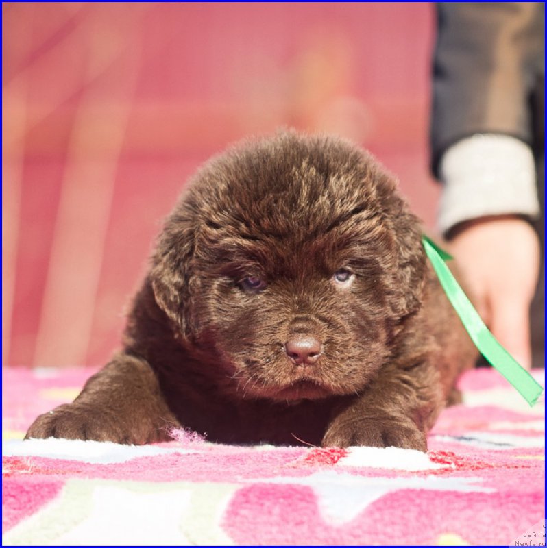 Фотография № 207363