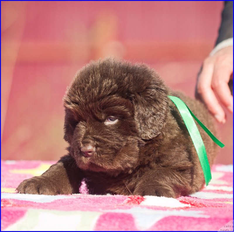 Фотография № 207365